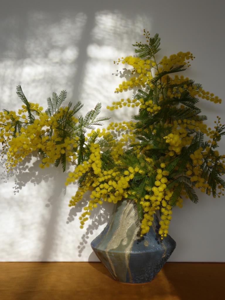 Modèle vase et mimosa